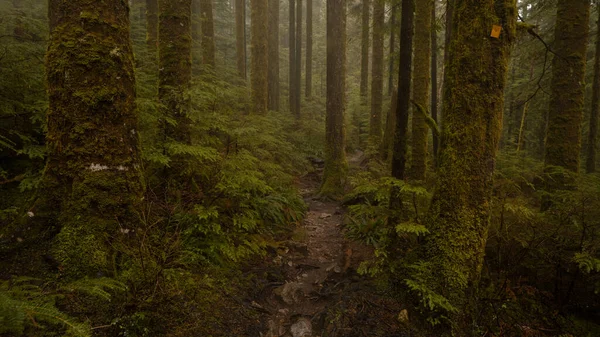 山の中の美しい森 — ストック写真
