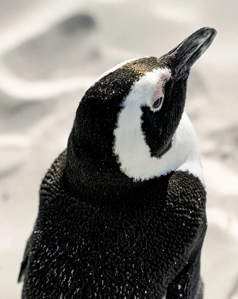 Пінгвін Зоопарку — стокове фото