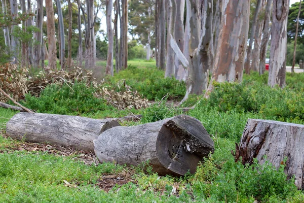 Una Pila Troncos Madera Bosque — Foto de Stock