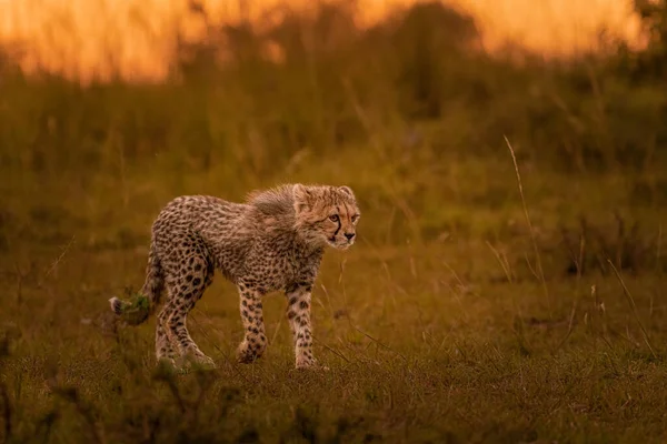 Beautiful Shot Cheetah Wild — Stock Photo, Image