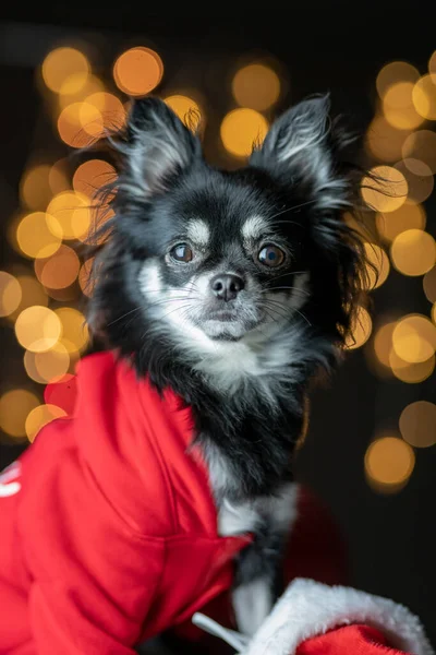 Porträt Eines Süßen Hundes Weihnachtsbaum — Stockfoto