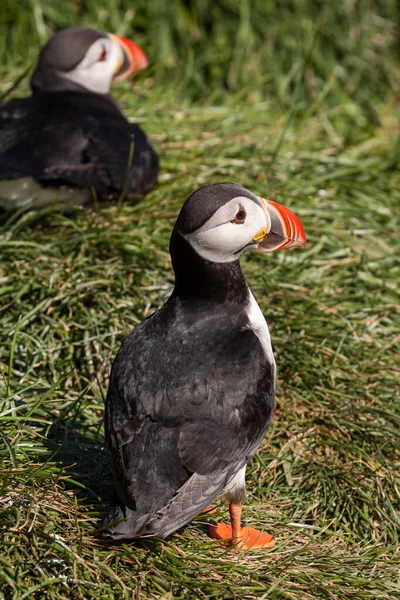 Vacker Utsikt Över Vacker Blåsfågel Naturen — Stockfoto