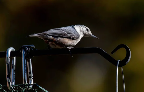 Pássaro Está Sentado Galho — Fotografia de Stock
