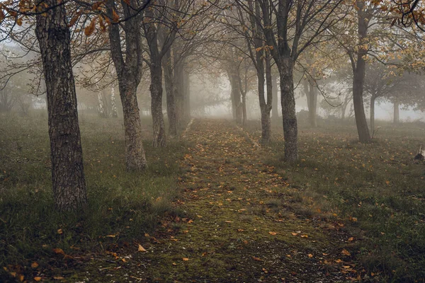 Sonbahar Parkı Patika Sarı Yapraklarla Dolu — Stok fotoğraf