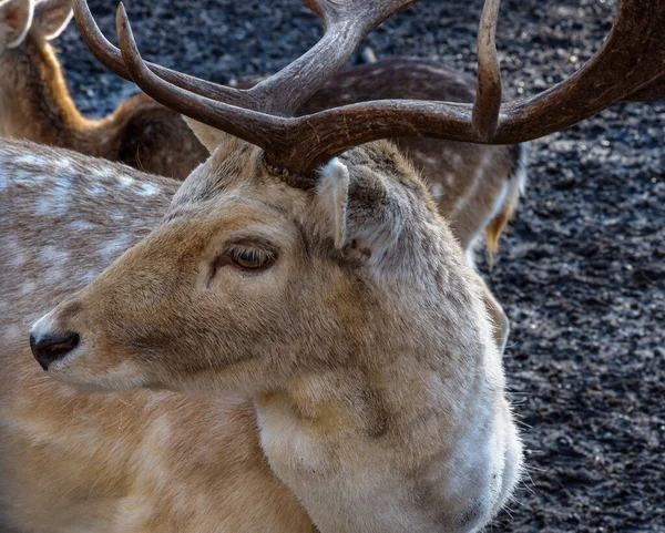 Close Deer Head — Stock Photo, Image