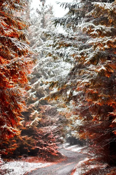 Belle Cascade Dans Forêt — Photo