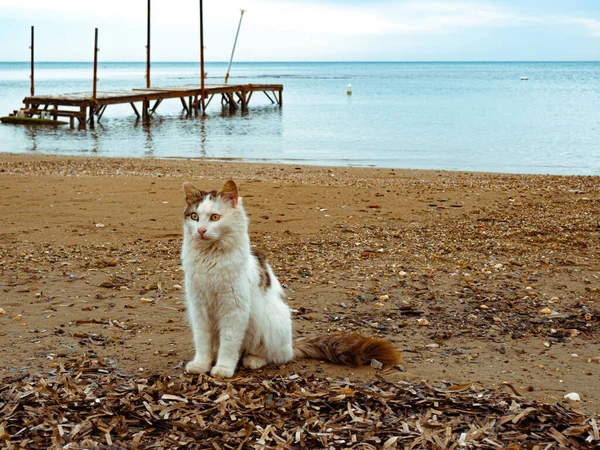 Katze Strand — Stockfoto