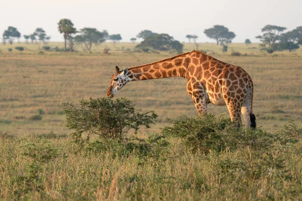 Baringo Giraffe Giraffa Camelopardalis Murchison Falls National Park Уганда — стоковое фото