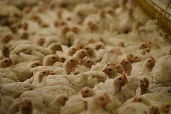 Κλείσιμο Ενός Κοτόπουλου Στο Αγρόκτημα — Φωτογραφία Αρχείου