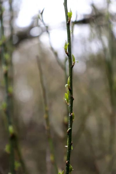 Hojas Verdes Árbol — Foto de Stock