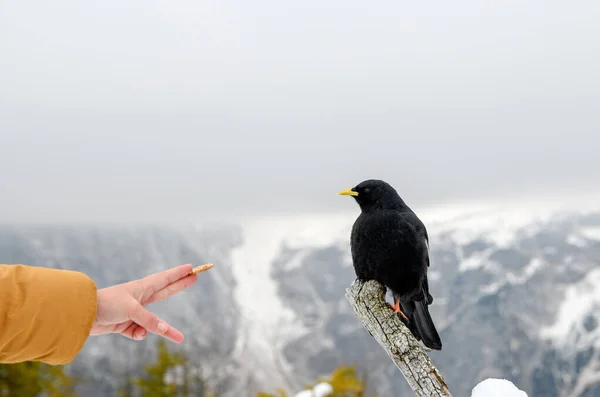 在山上喂鸟的人 — 图库照片