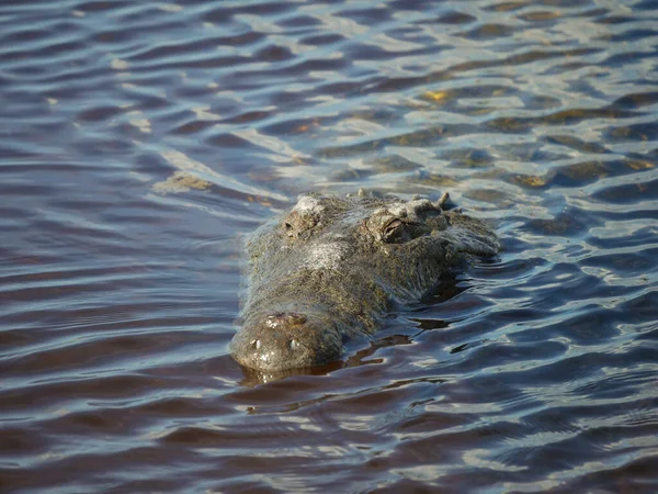 Tiro Perto Crocodilo Água — Fotografia de Stock