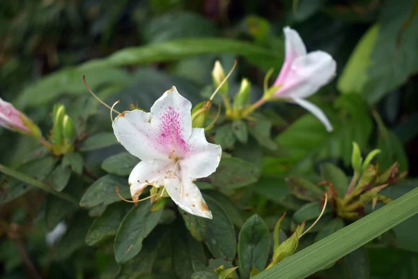Lily Flower Kép Mankhim Sikkim India — Stock Fotó