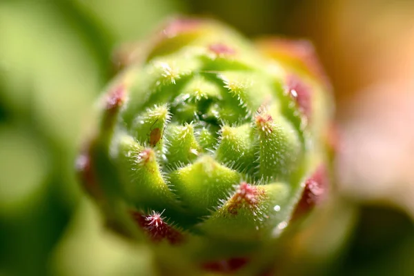 Close Cactus Garden — Stock Photo, Image