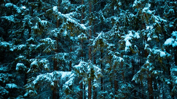 Met Sneeuw Bedekte Bomen Het Bos — Stockfoto