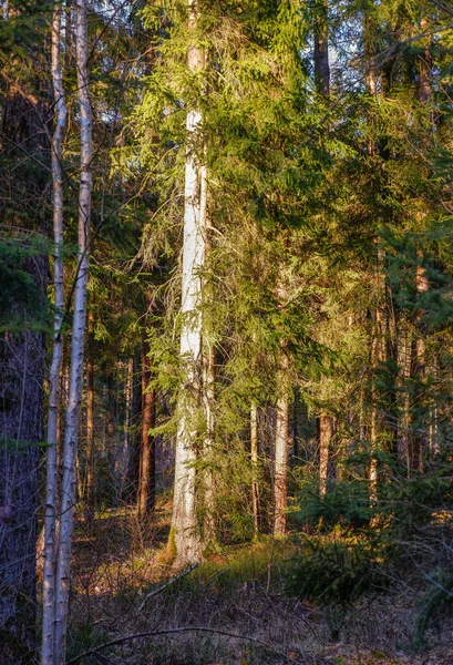 Красивий Ліс Восени — стокове фото