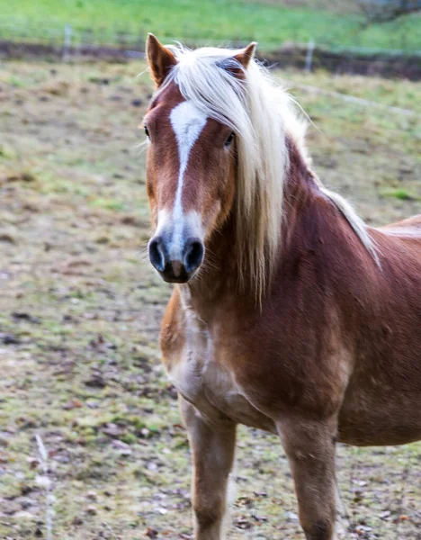 Güzel Bir Atın Portresi — Stok fotoğraf