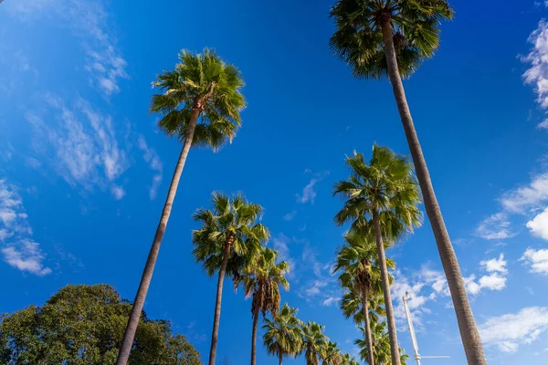 Пальмы Голубом Небе — стоковое фото