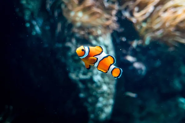 Красивая Рыба Аквариуме — стоковое фото