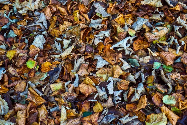 Крупный План Красивый Осенний Фон — стоковое фото