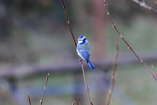 Uccello Ramo Nella Foresta — Foto Stock