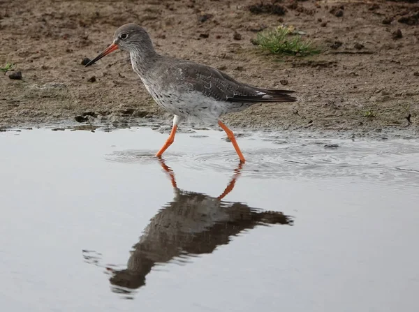 Une Mouette Dans Eau — Photo