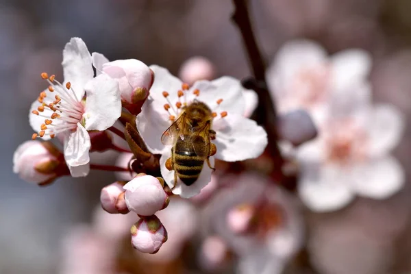 Abeja Una Rama Árbol —  Fotos de Stock