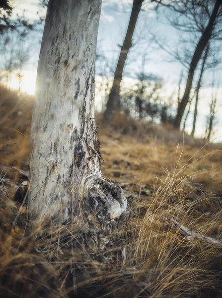 森の中の木のクローズアップショット — ストック写真