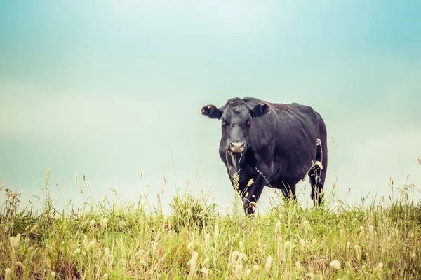 Una Vaca Campo — Foto de Stock