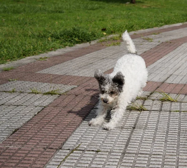 Friendly Pet Playing Park — Fotografia de Stock