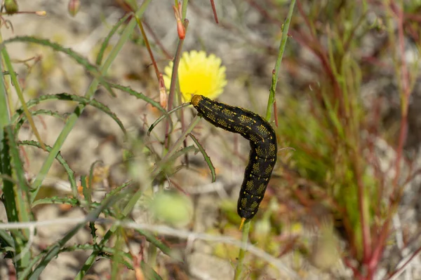 Nahaufnahme Eines Schmetterlings Auf Grünem Hintergrund — Stockfoto