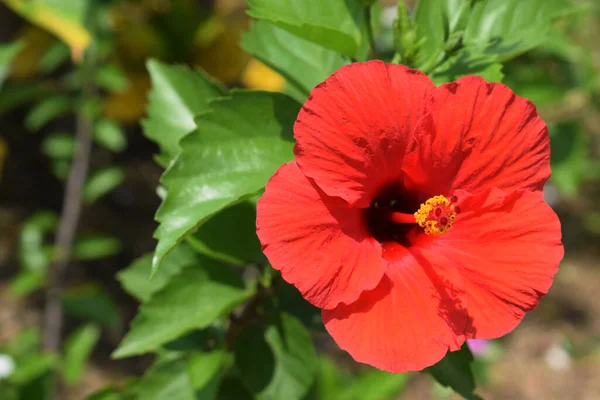 Hawaiian Hibiscus Flower Picture Taken Shankarpur Fishing Harbour East Medinipur — Stock fotografie