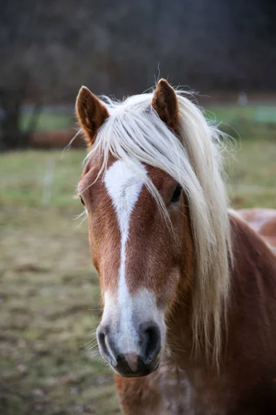 Portret Van Een Prachtig Paard — Stockfoto