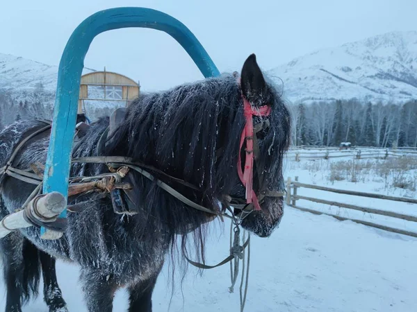 雪中的马 — 图库照片