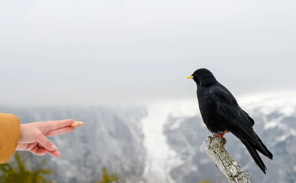 在山上喂鸟的人 — 图库照片