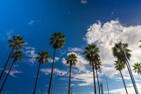 Drzewa Palmowe Plaży — Zdjęcie stockowe