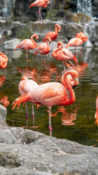 Eine Gruppe Flamingos Wasser — Stockfoto