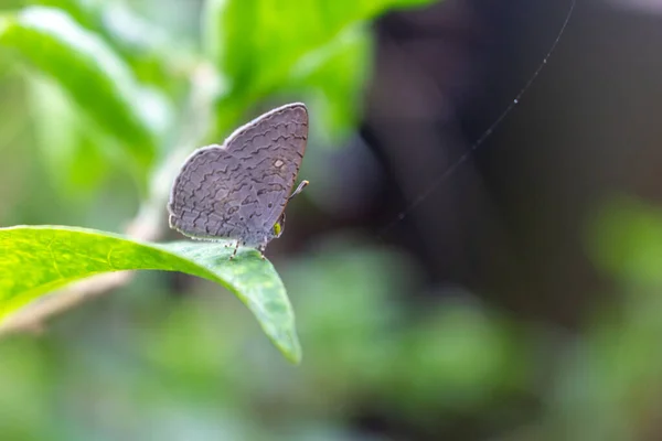 Papillon Sur Une Feuille — Photo