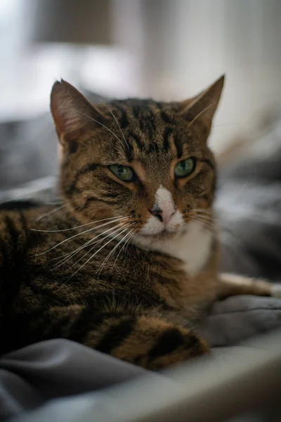 Kocaman Gözleri Olan Sevimli Bir Kedi — Stok fotoğraf