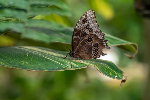 Borboleta Uma Flor — Fotografia de Stock