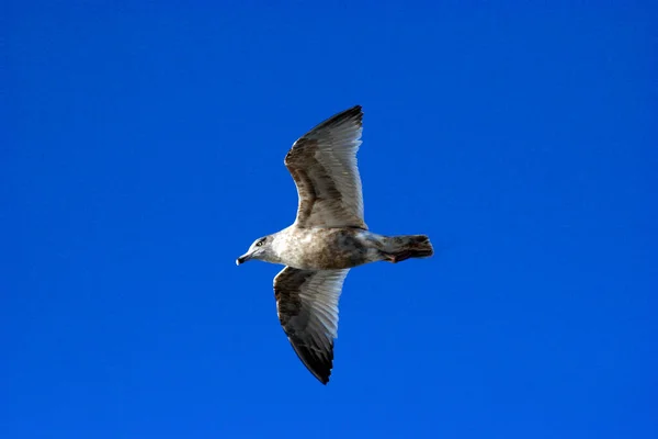 Gabbiano Che Vola Nel Cielo — Foto Stock