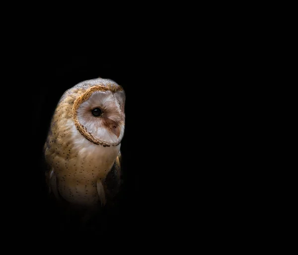 Barn Owl Closeup Falcrony Fauna Bird Animal Saarland Summer Copyspace — Stock Photo, Image