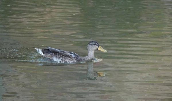 Pato Água — Fotografia de Stock