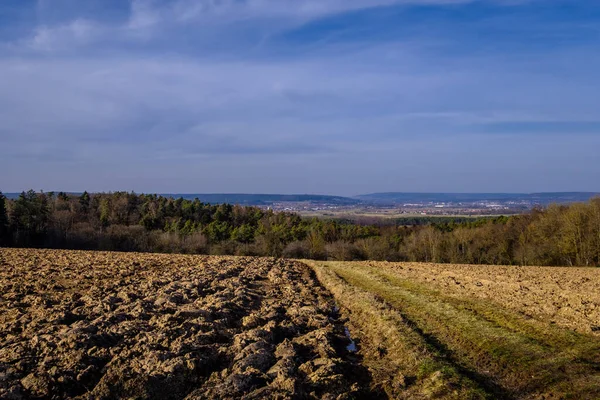 Eine Vertikale Aufnahme Eines Feldes Eines Baumes Mit Blauem Himmel — Stockfoto