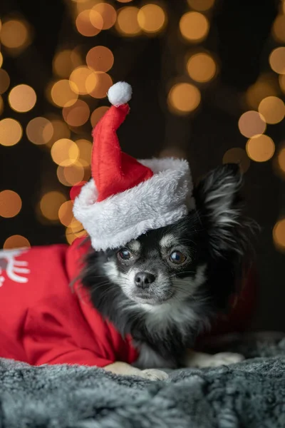 Weihnachtshund Mit Weihnachtsmann Mütze Auf Dem Hintergrund Einer Girlande — Stockfoto