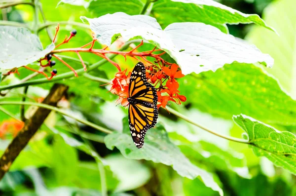 Schmetterling Auf Einer Blume — Stockfoto