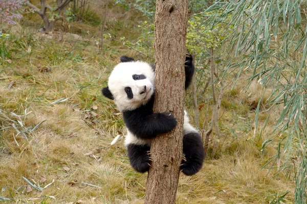 Panda Állatkertben — Stock Fotó