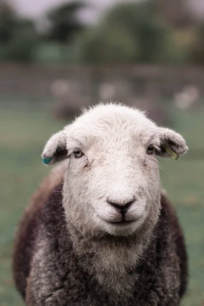 Close Van Geit — Stockfoto