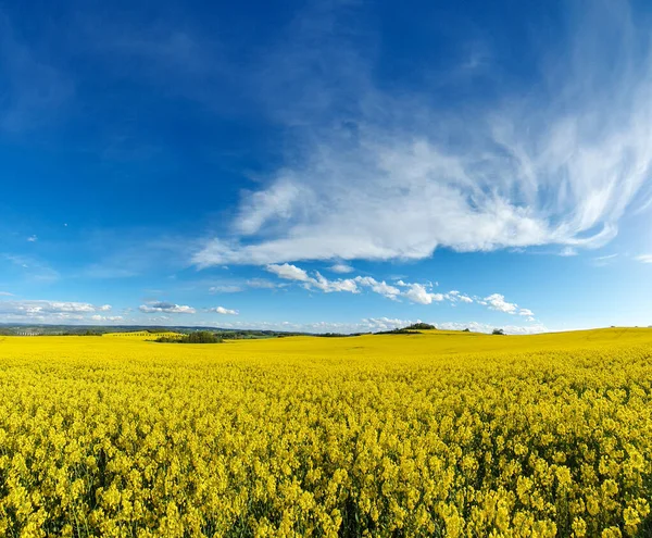 Желтое Рапсовое Поле Весной — стоковое фото