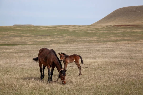 Tay Tay Taşıyan Atlar Sıcak Bir Bahar Gününde Çayırlarda Yürür — Stok fotoğraf